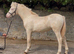 Aladdin - Stunning Show Type Welsh Colt