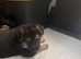 ️ Family Raised ️ Straight Backed German Shepherd Puppies