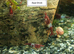 Yellow shrimp, Blue Velvet shrimp and Red Rilli shrimp &pound;2.50 each