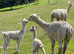 Suri Alpaca Family for sale