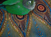 Male green cheek conure bird parakeet silly tame