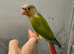 2 hand reared baby conure parrots available now
