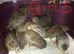 SEXED QUAILS/CHINESE PAINTED BUTTONS !