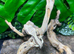Lily White Crested Geckos at Birmingham Reptiles