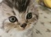 SCOTTISH FOLD