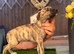Bedlington whippet puppies