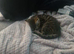 2 x kittens females for sale