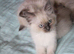 Ragdoll kittens