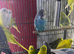 Baby Budgies Glasgow