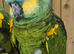 Blue Fronted Amazon Parrot
