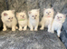 Ragdoll kittens