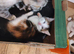 Five stunning kittens
