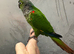 Hand reared baby conure parrot available