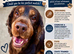 7 year old spaniel