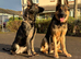 Beautiful German Shepherd Puppies – Showline Sire × Working Line Dam