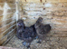 Pair of chocolate silkies
