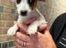 Jack Russel pup