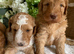 Health tested Australian Labradoodles