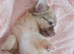 Long Coat Chihuahua puppies