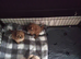 Beautiful teddy bear puppies