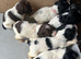 Gorgeous KC Springer Spaniel Puppies