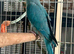 Beautiful Hand Tame Blue Indian Ringneck Parakeet For Sale