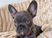 Beautiful frenchie pups