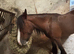 Beautiful cob mare