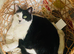 Black and white very affectionate boy