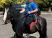 5 year old gelding, 12.3 cob