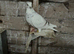 Racing pigeons for sale