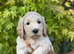 Beautiful Health Tested Goldendoodles ready now