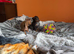 Adorable Miniature Pinscher Puppies