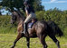 16.1hh Reg Irish Draught Ride & Drive Gelding