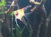 Tropical fish