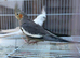 breeding pair