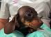 Miniature dachshund