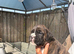 KC BOXER PUPPIES