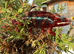 Panther Chameleon F1