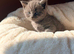 BRITISH SHORTHAIR RAGDOLL CROSS