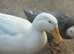 Fertile Pekin duck eggs