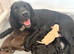 Gorgeous KC reg Cocker Spaniel pups (working type)