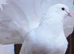 Fantails