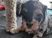 Beautiful Blue Merle Maltipoos