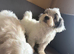 Malshi puppies