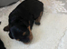 4 beautiful shihpoo puppies