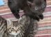 Beautiful kittens