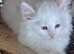 Beautiful manx kittens