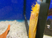 XL Male Golden Ancistrust (Ancistrus sp.)