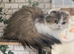 TICA active registered adult female scottish fold